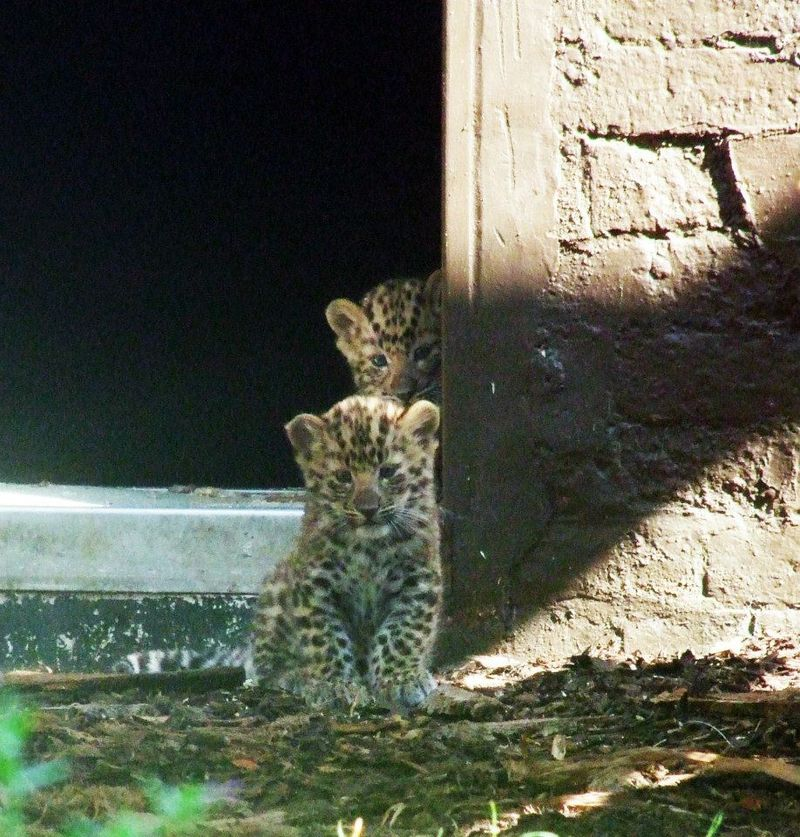Illustration for article titled ZOMG THERE ARE BABY AMUR TIGERS AND LEOPARDS!!!